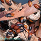 Madagascar Hissing Cockroaches - Gromphadorhina Portentosa