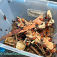 Madagascar Hissing Cockroaches - Gromphadorhina Portentosa