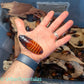 Madagascar Hissing Cockroaches - Gromphadorhina Portentosa