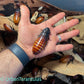 Madagascar Hissing Cockroaches - Gromphadorhina Portentosa