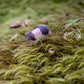 Cubaris sp. Panda King Isopod
