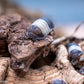 Cubaris sp. Panda King Isopod