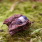 Cubaris sp. Panda King Isopod