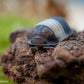 Cubaris sp. Panda King Isopod