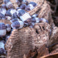 Cubaris sp. Panda King Isopod