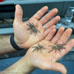 M. Balfouri - Monocentropus balfouri