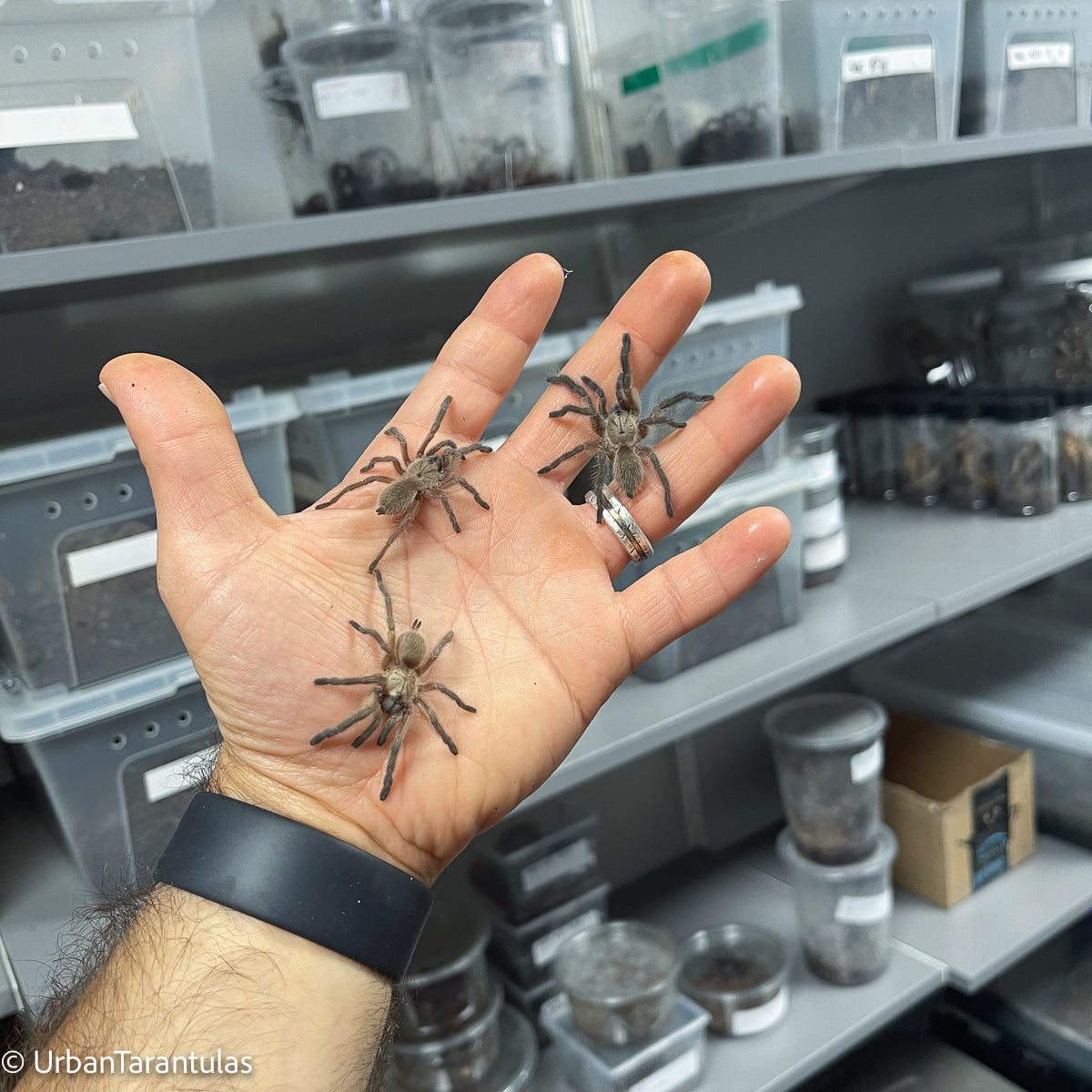 M. Balfouri Communal Tarantulas for sale SHIPPING IN USA| Urban Tarantulas