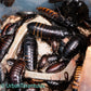 Black Tiger Hissing Cockroach - Gromphadorhina Grandidier