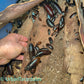 Black Tiger Hissing Cockroach - Gromphadorhina Grandidier