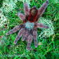 Caribena versicolor - Antilles Pinktoe Tarantula babies