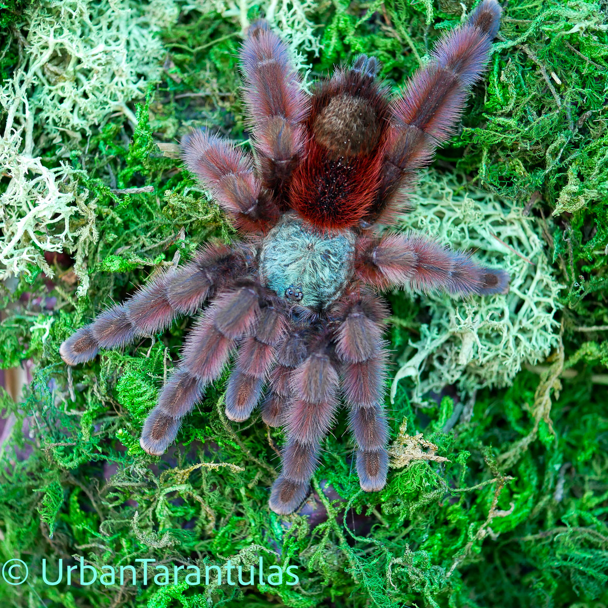 Caribena versicolor - Antilles Pinktoe Tarantula babies