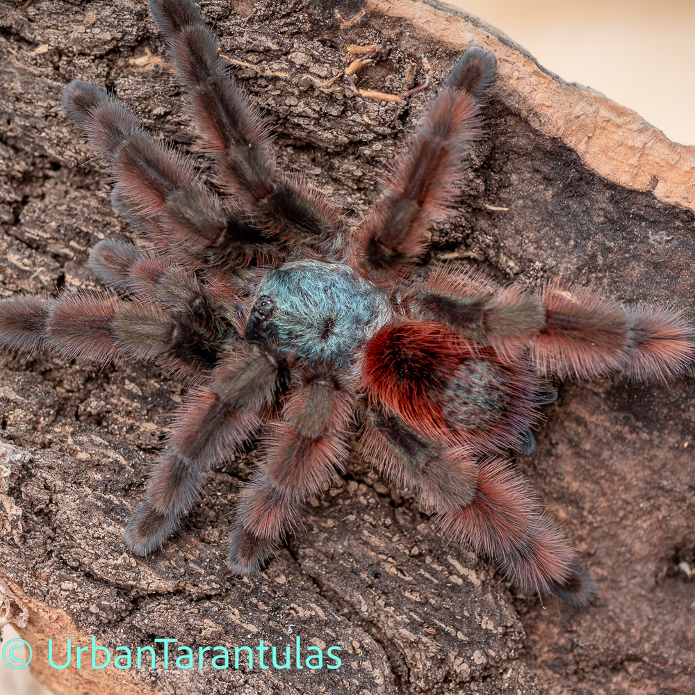 Tarantula Colours Caribena versicolor for Sale – Stunning Antilles Pinktoe Tarantula BUY ...