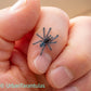 Caribena versicolor - Antilles Pinktoe Tarantula babies