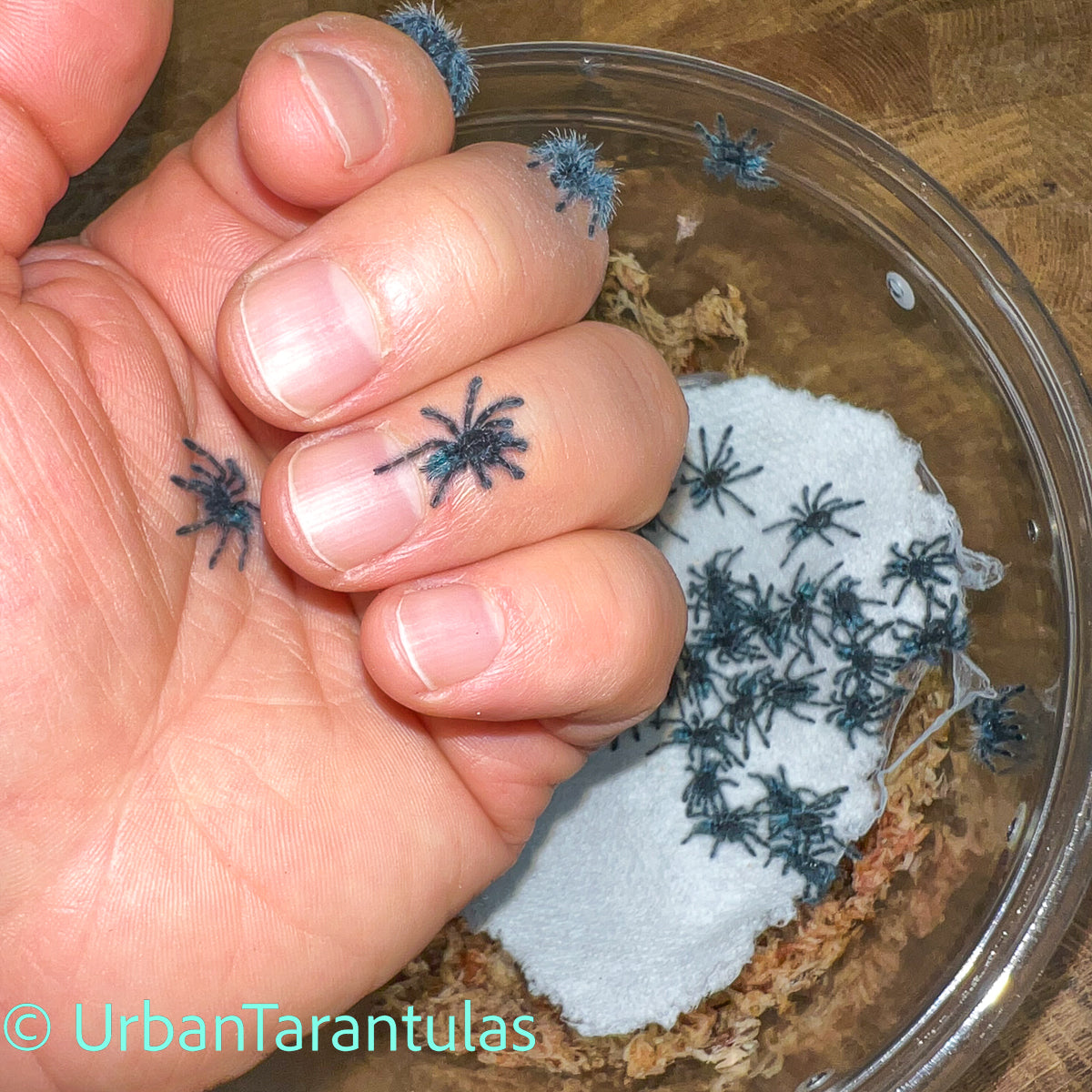 Caribena versicolor - Antilles Pinktoe Tarantula babies
